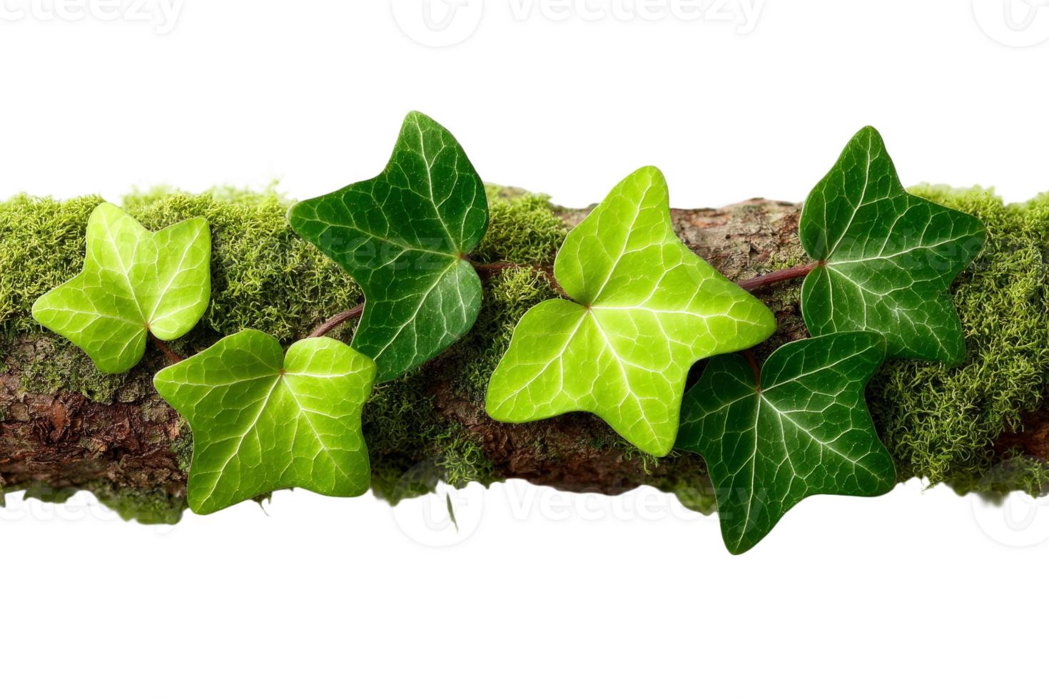 Green ivy leaves on a branch png