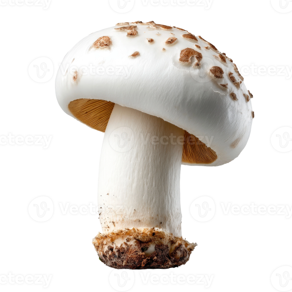 A white mushroom is shown on a black background png