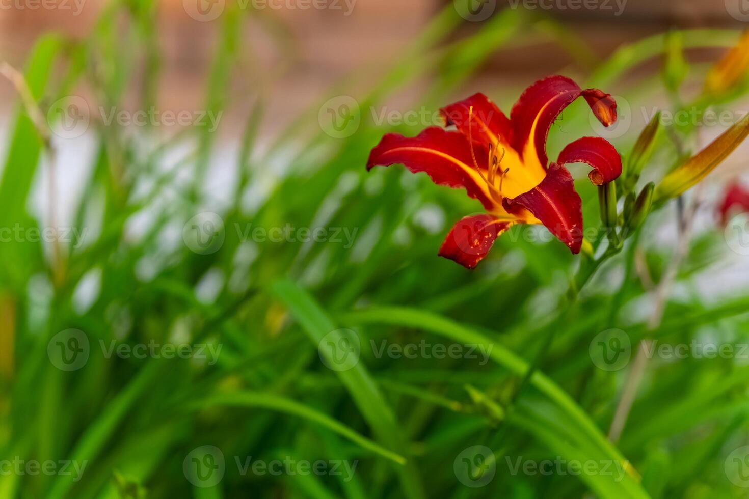 Vibrant red lily blooms amidst lush green foliage in a serene garden setting during a sunny afternoon photo