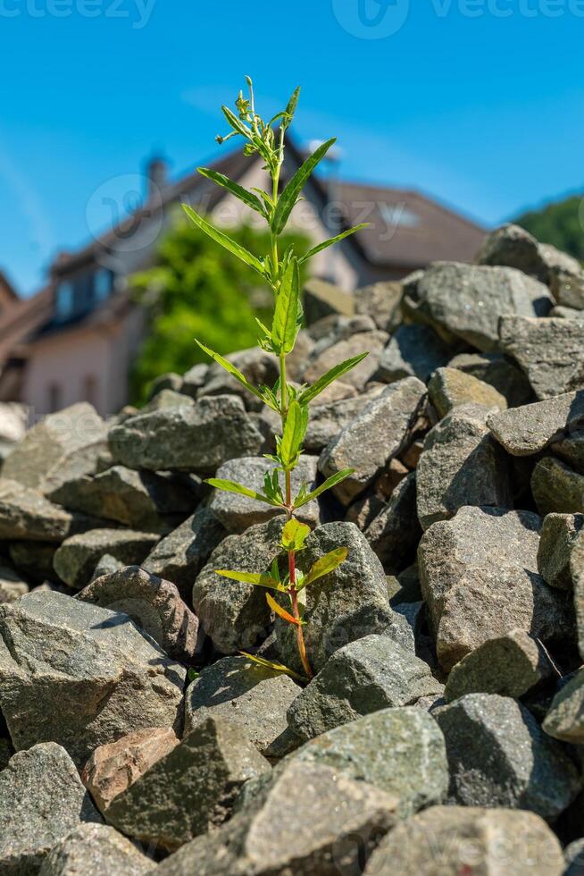 Resilience of nature as a small green plant breaks through rocky soil under a bright blue sky in a quiet suburban neighborhood photo