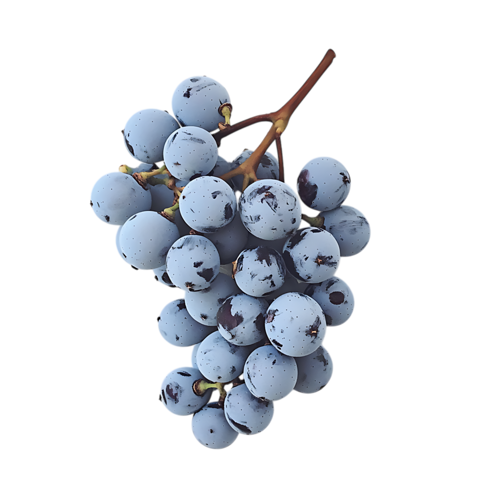 Blue grapes bunch isolated on transparent background png