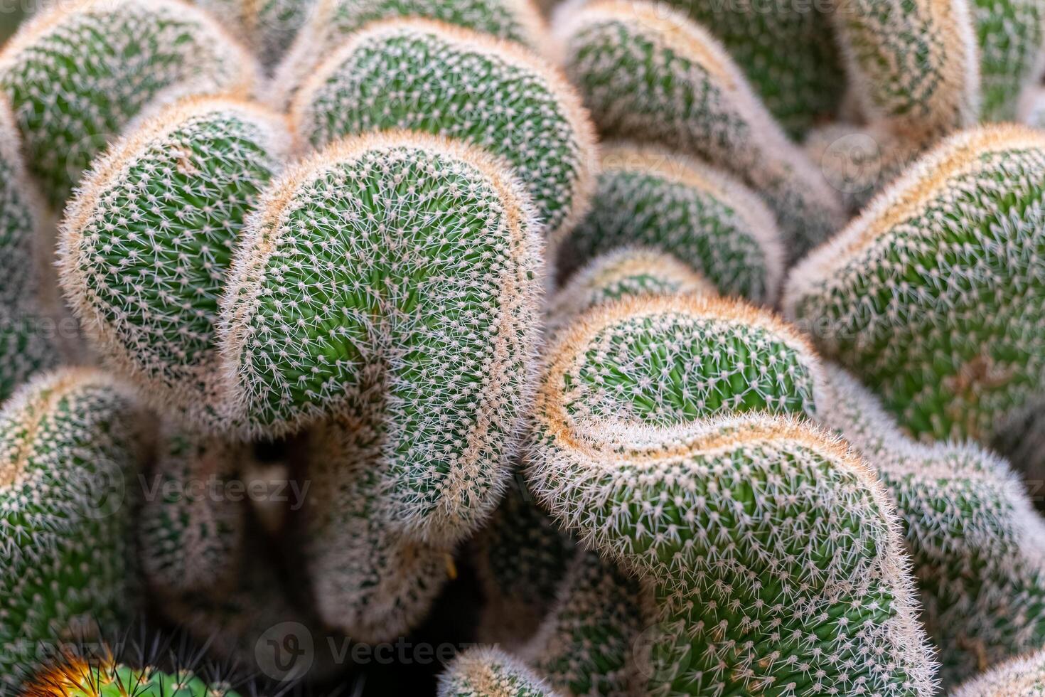 Intricate shapes of a cactus plant display vibrant colors in a natural garden under soft sunlight during the daytime photo