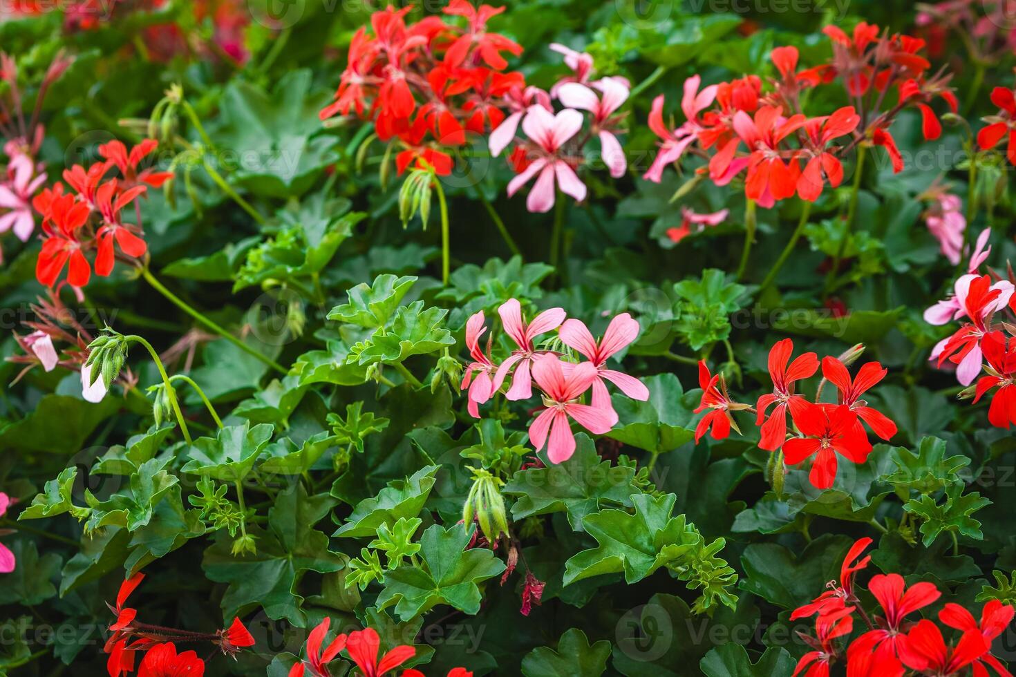 Vibrant geraniums in full bloom brighten a sunny garden in springtime photo