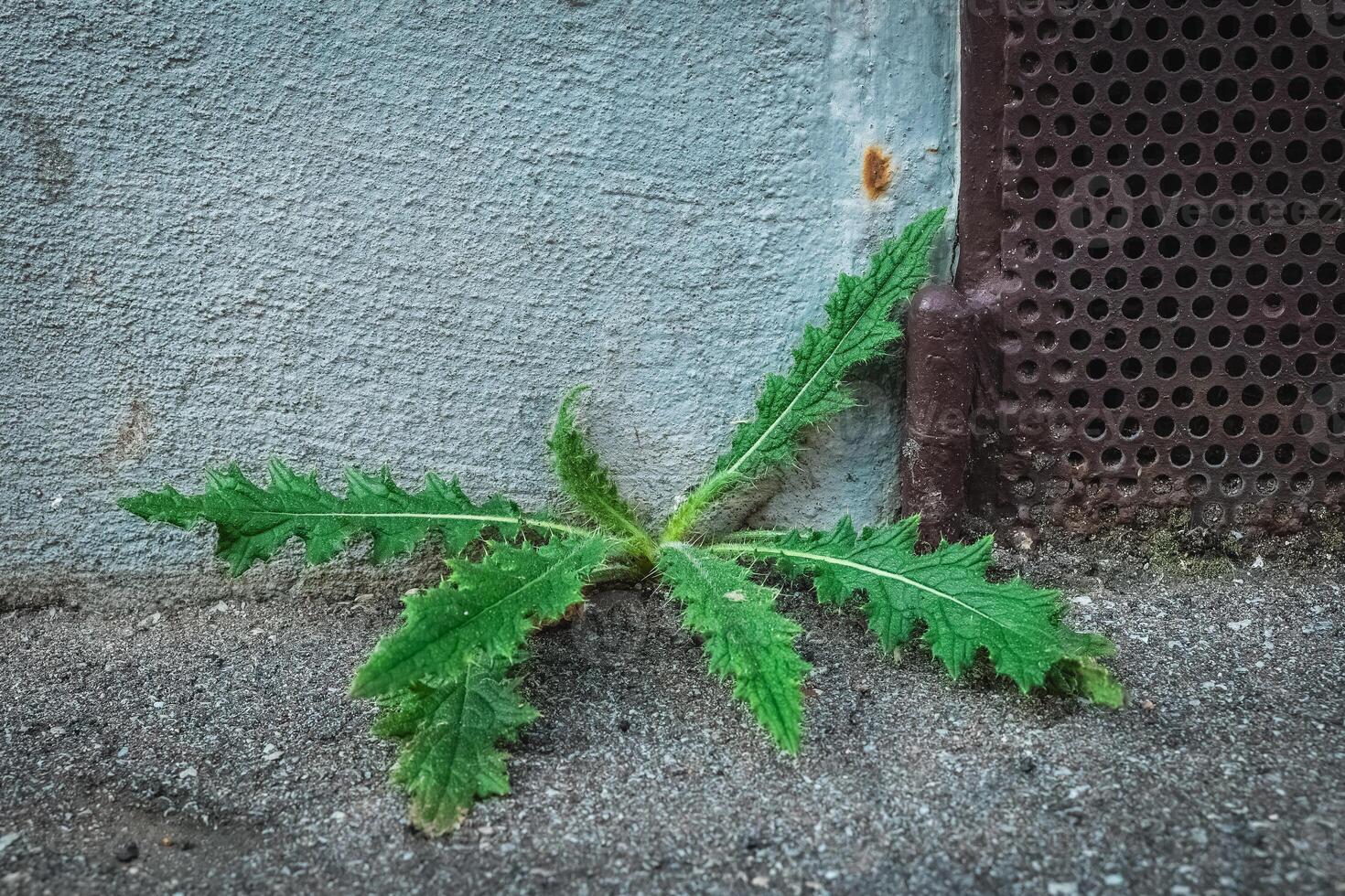 Green plant grows from concrete corner showing resilience in urban environment photo
