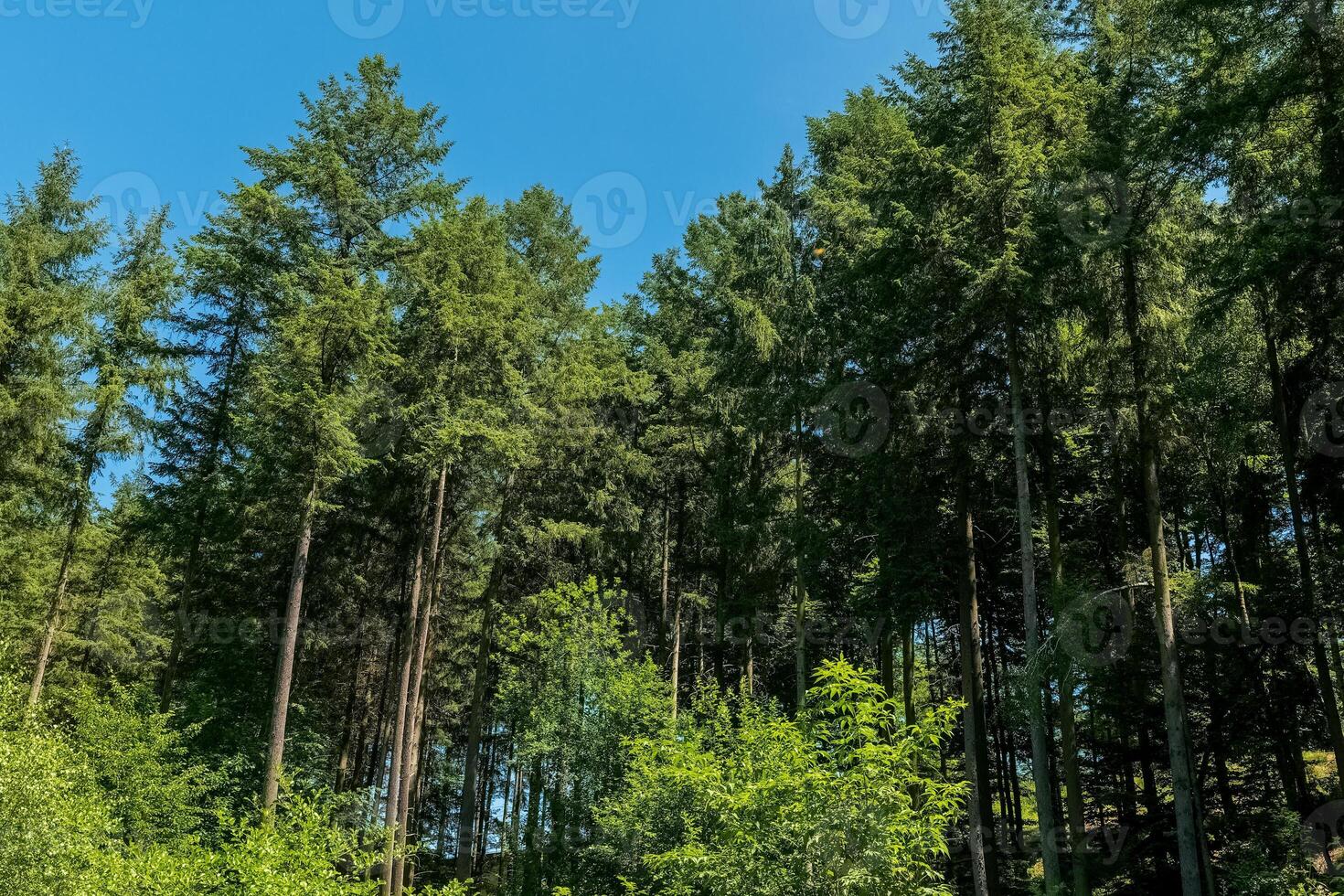 Tall evergreen trees stretch toward a clear blue sky in a peaceful forest scene during a sunny afternoon photo