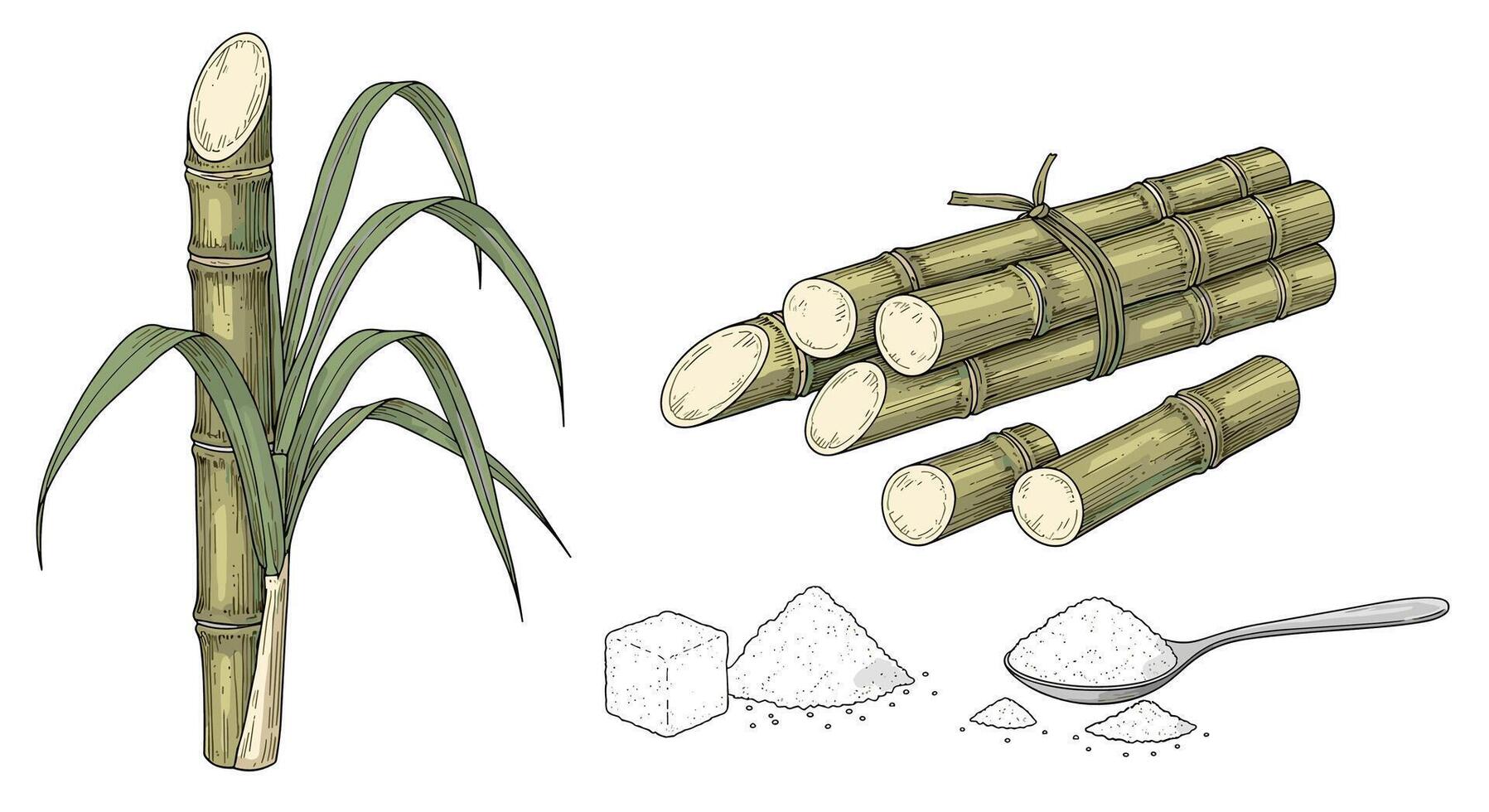 The Remarkable Journey of Sugarcane A Comprehensive Overview of Cultivation Processing and Applications vector
