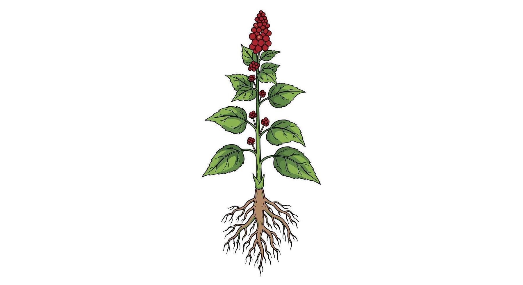 Elegant Sumac Blossom Botanical Illustration Featuring Detailed Roots Leaves and Flowers on White vector