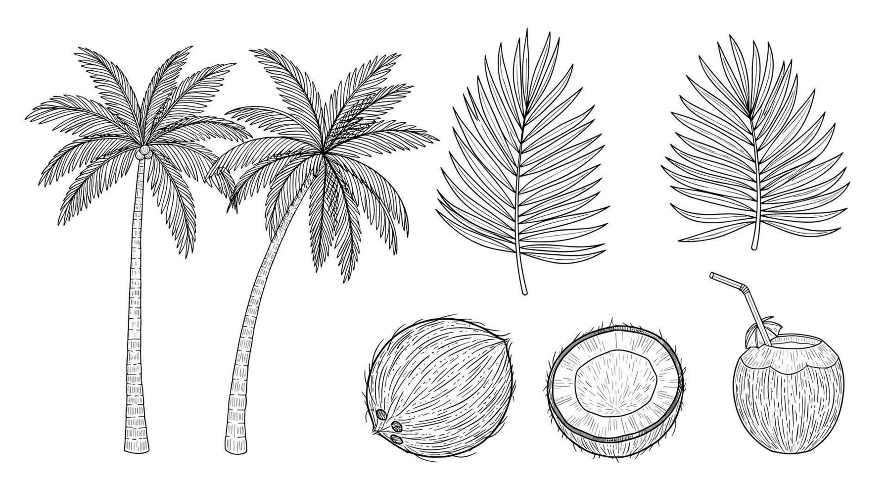 Diverse Assortment of Tropical Vegetation Trees and Plant Life Depicted in Black and White vector