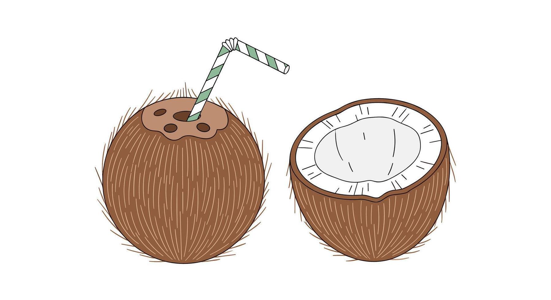 The Sweetness of Coconut Fruit The Source of Water and White Meat Tropical Nature vector