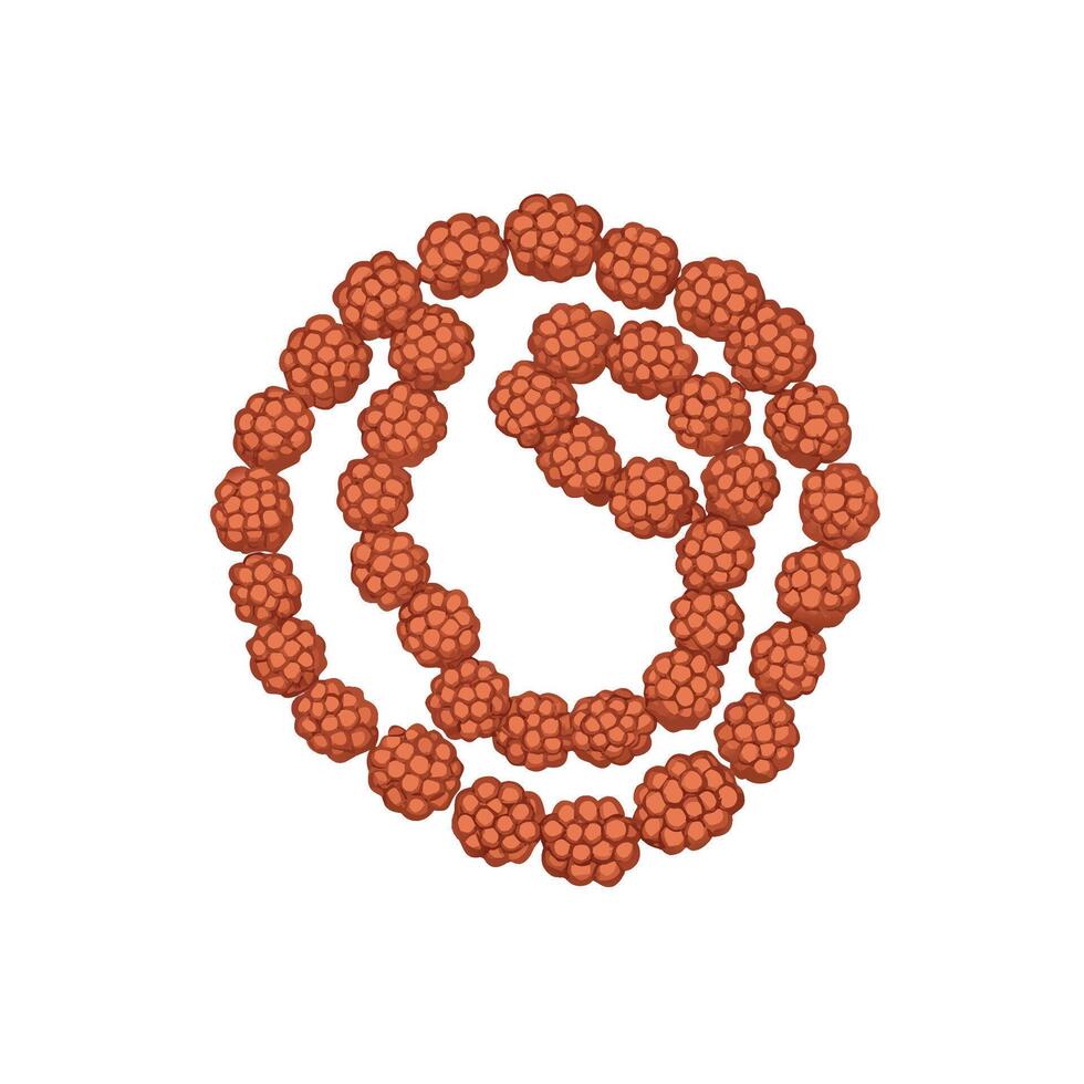 A bunch of red berries on a white background vector