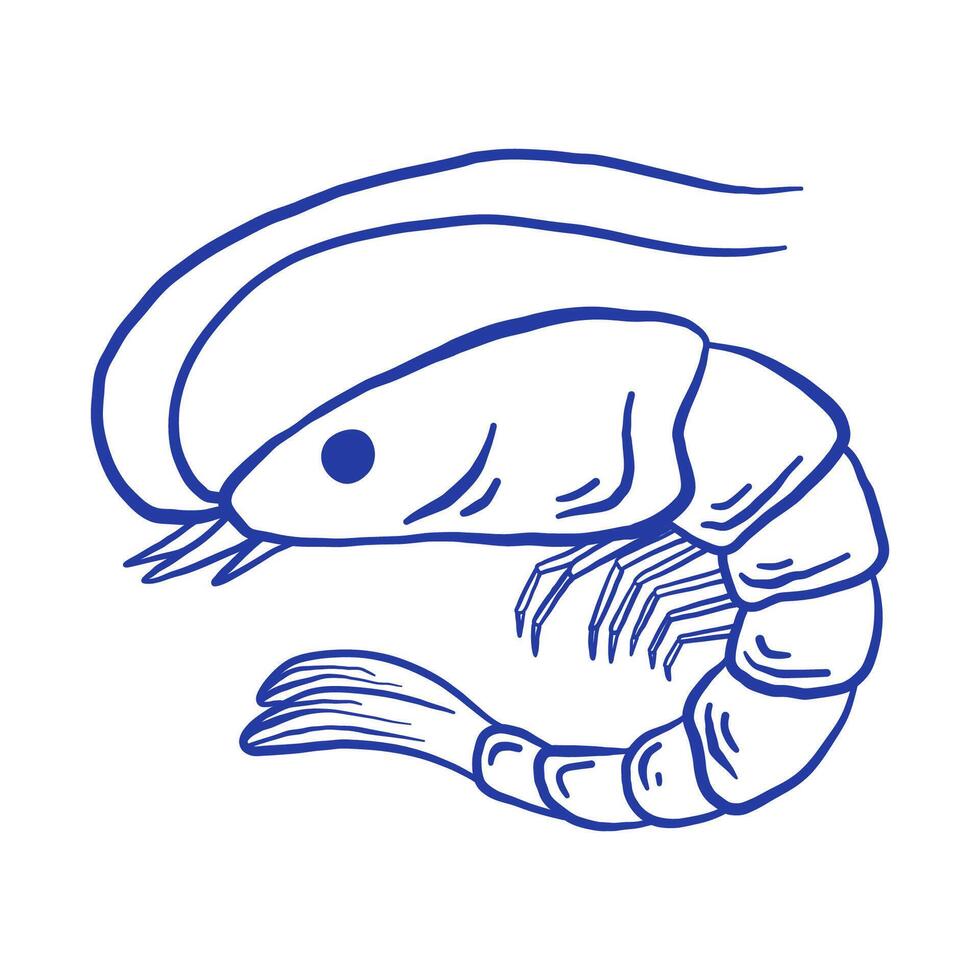 Hand drawn shrimp illustration. Doodle seafood isolated on white background. La dolce vita Italy retro style vector