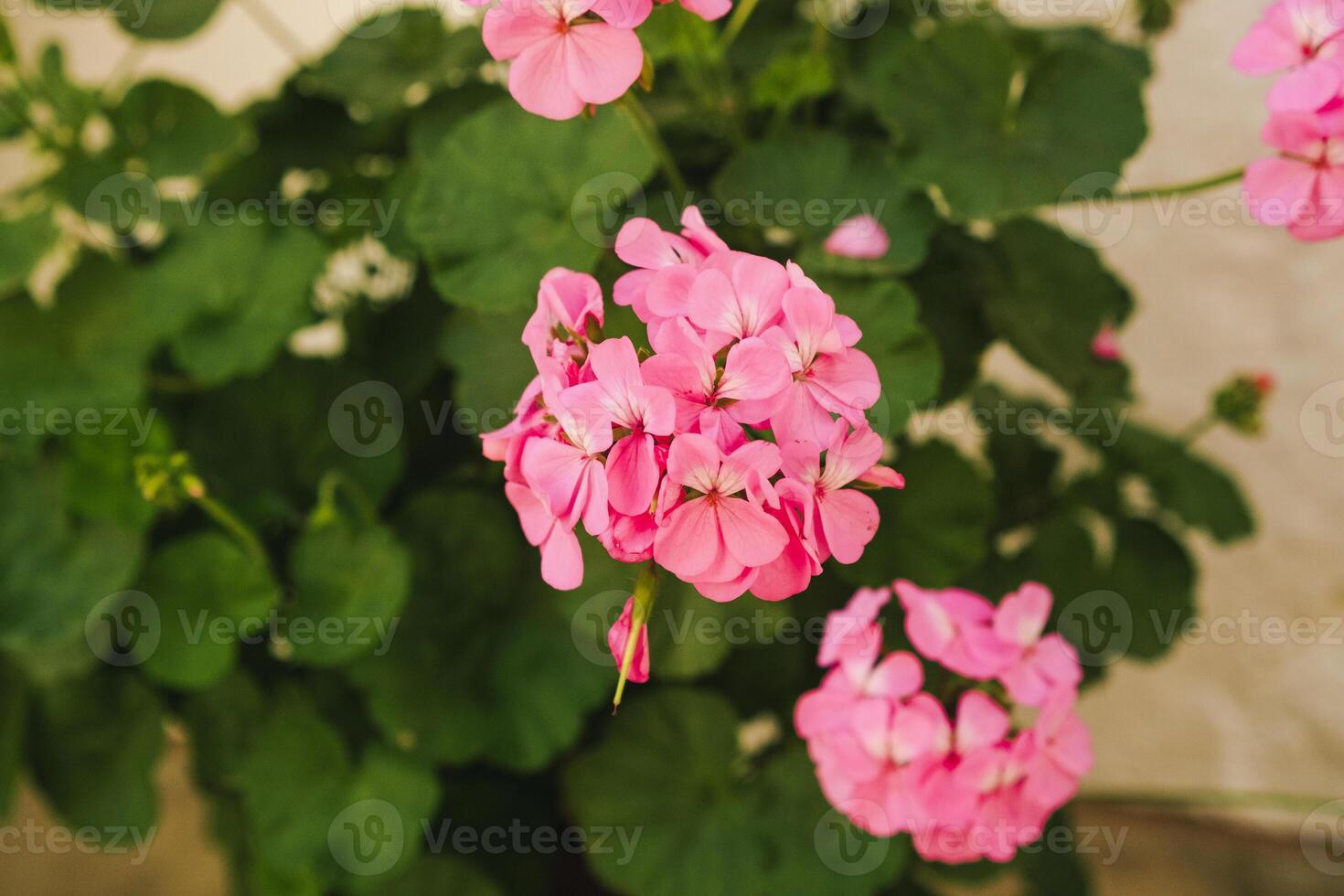 Detailed close up of garden full of pink geranium flowers in bright day. Postcard and congratulation print style with copy space. Horizontal view. photo