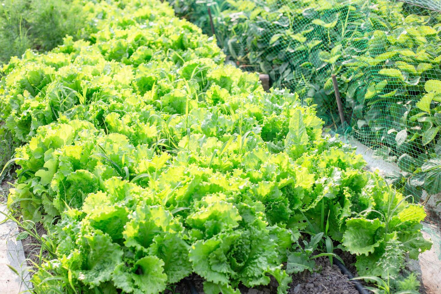 a bed in the garden with green leafy lettuce growing abundantly on a summer day. Growing fresh vegetable greens photo