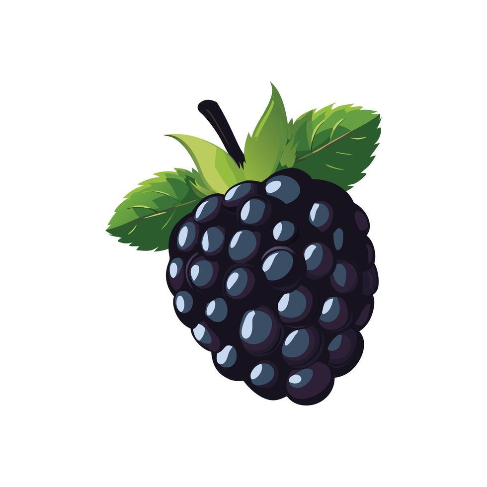 Isolated blackberry with green leaves on a white background vector