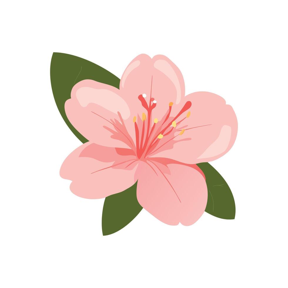 Isolated pink flower with green leaves on white background vector