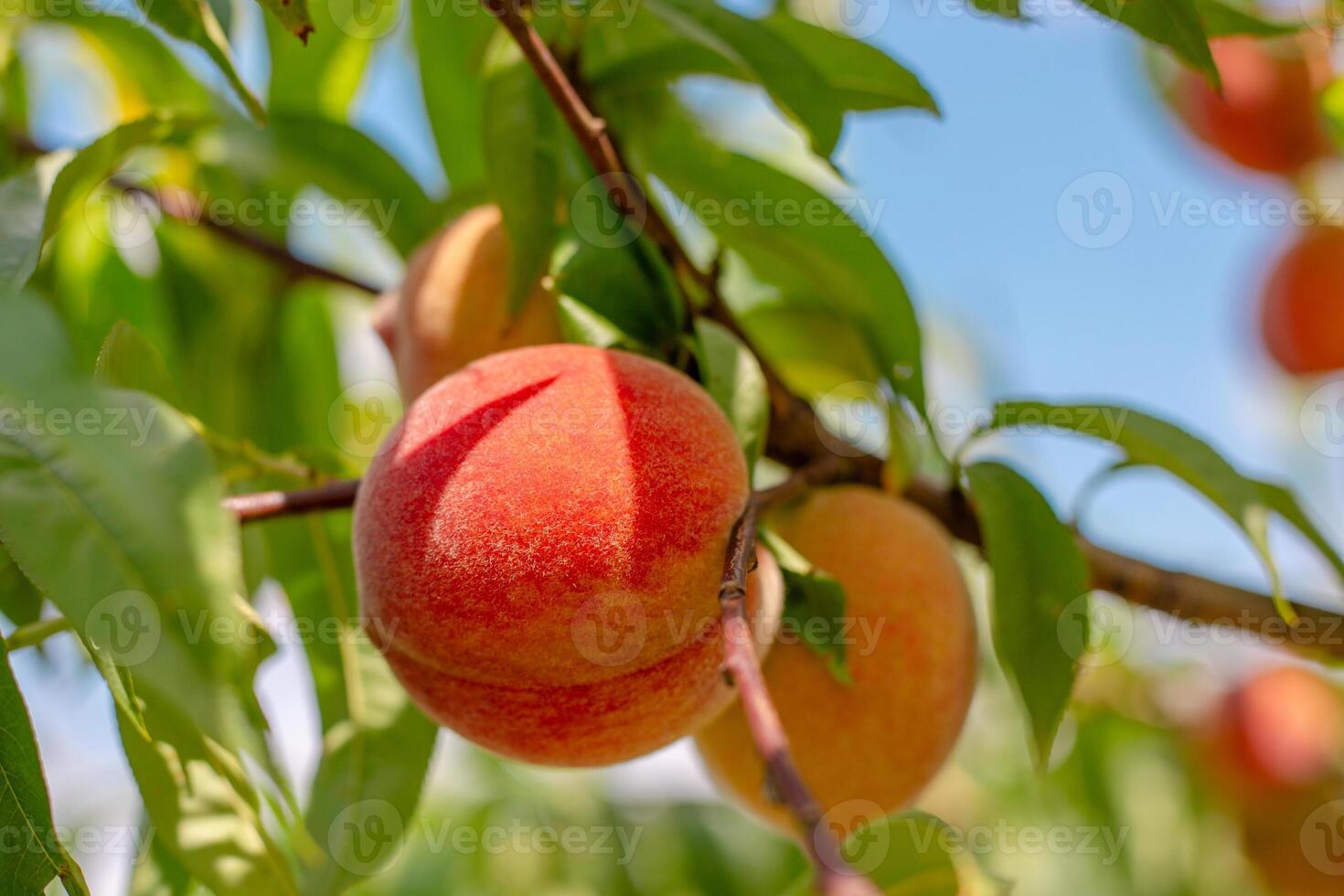 Ripe juicy peaches on a tree branch on a sunny summer day, close-up. Growing fruits in the garden and caring for trees. photo