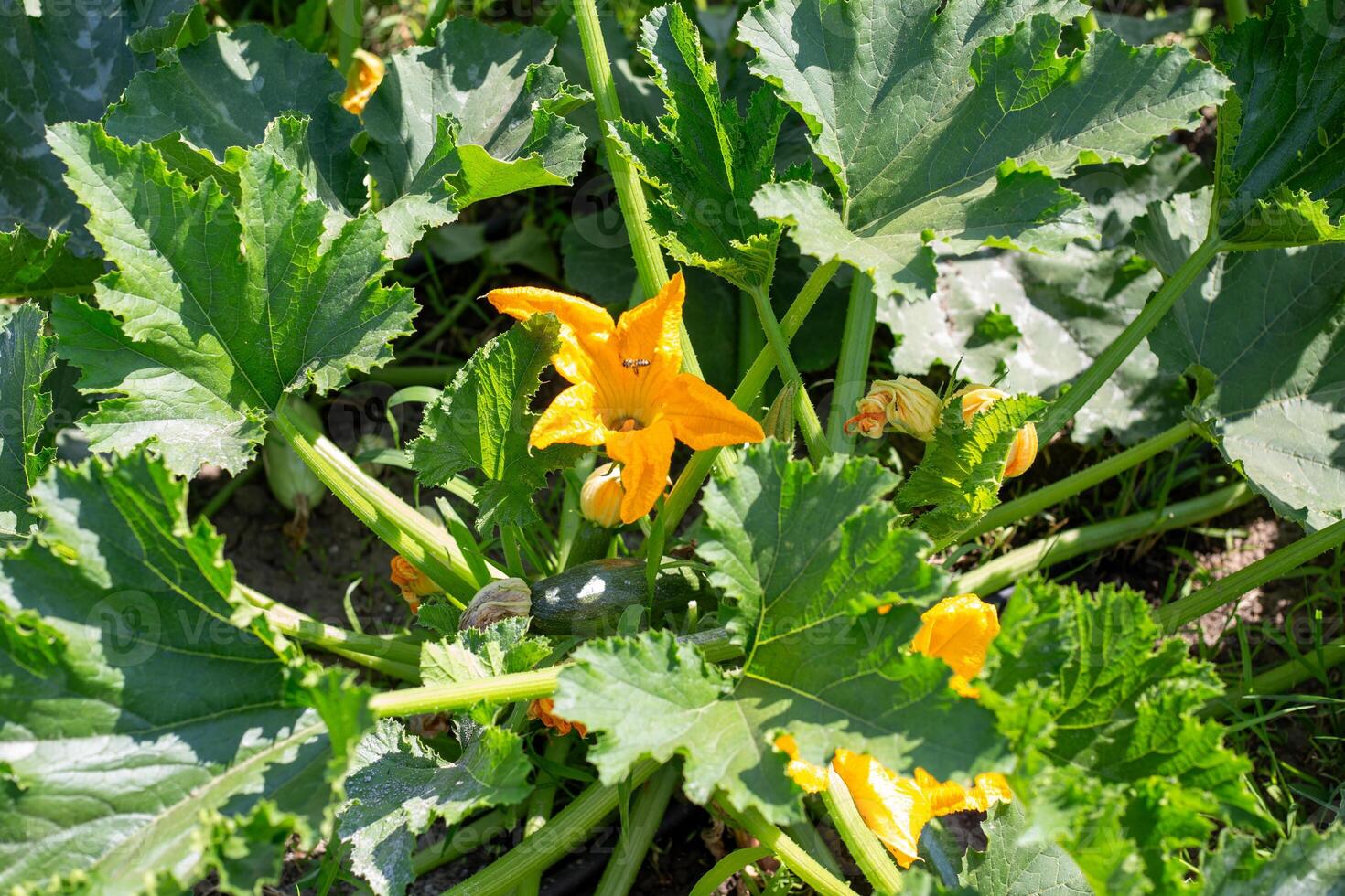 zucchini bush with green leaves, yellow flowers and main zucchini fruit photo