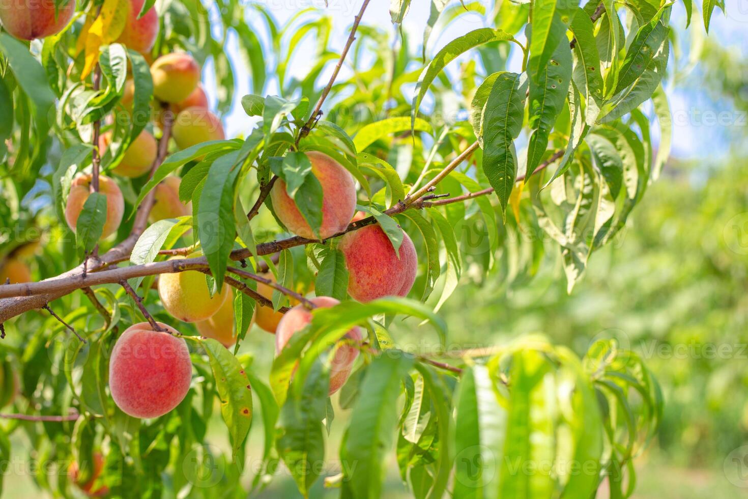 Ripe juicy peaches on a tree branch on a sunny summer day. Growing fruits in the garden and caring for trees. photo