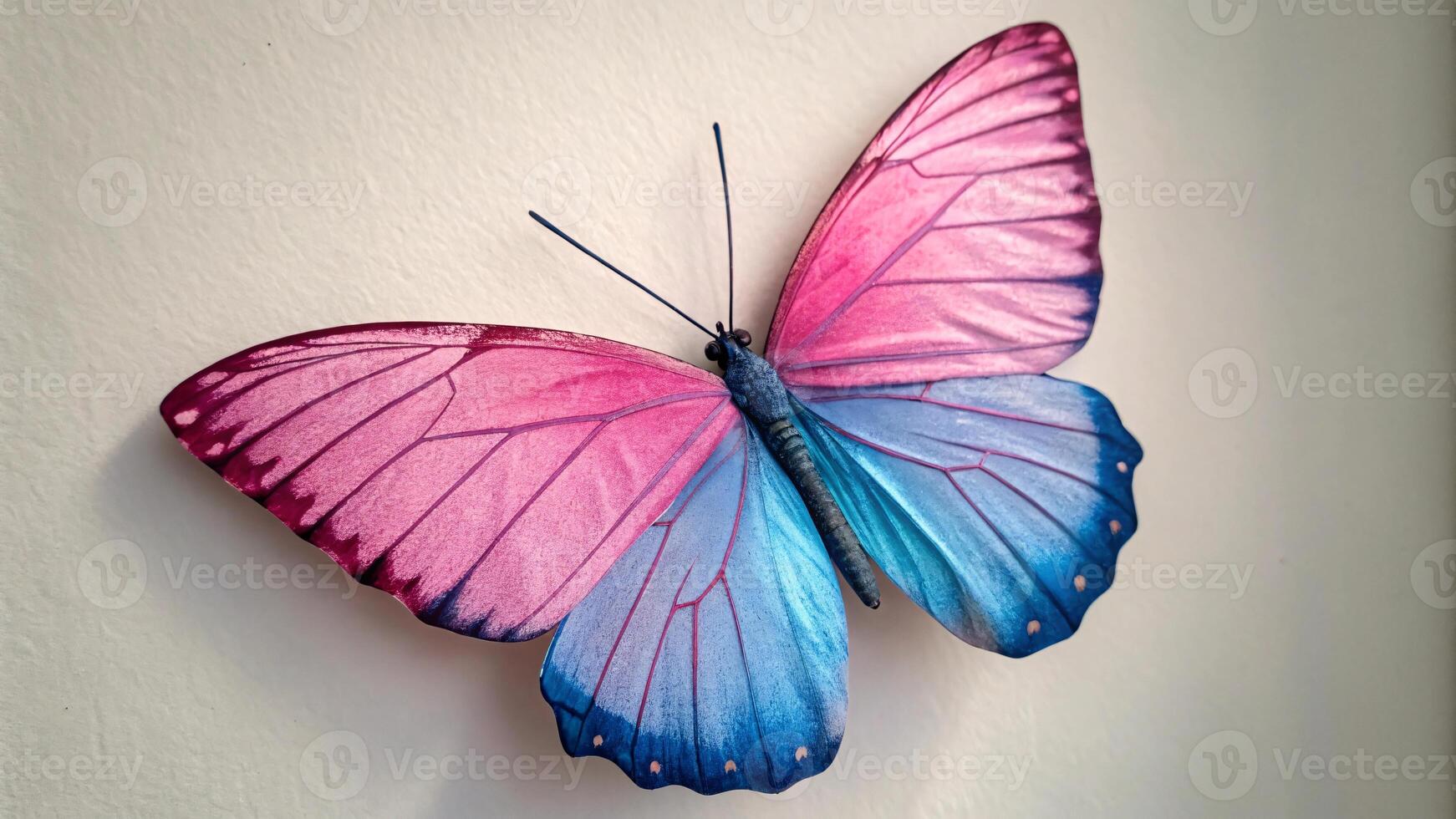 Butterfly with pink and blue wings on a white wall. photo