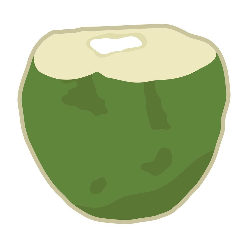 Cute hand drawn whole coconut. Fresh young coconut fruit with opened one. vector