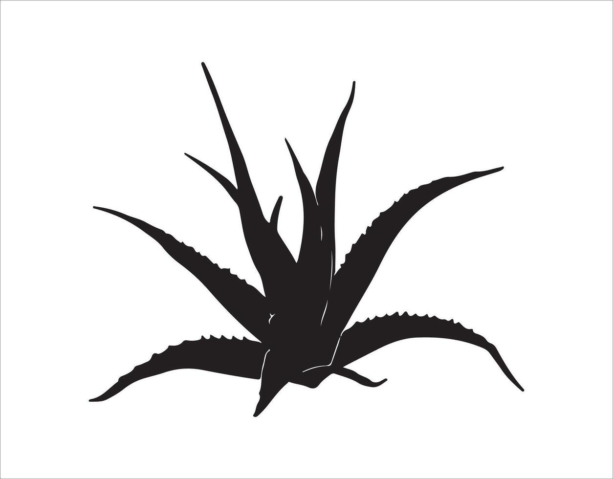Aloe plant drawn with a black outline on a white background vector