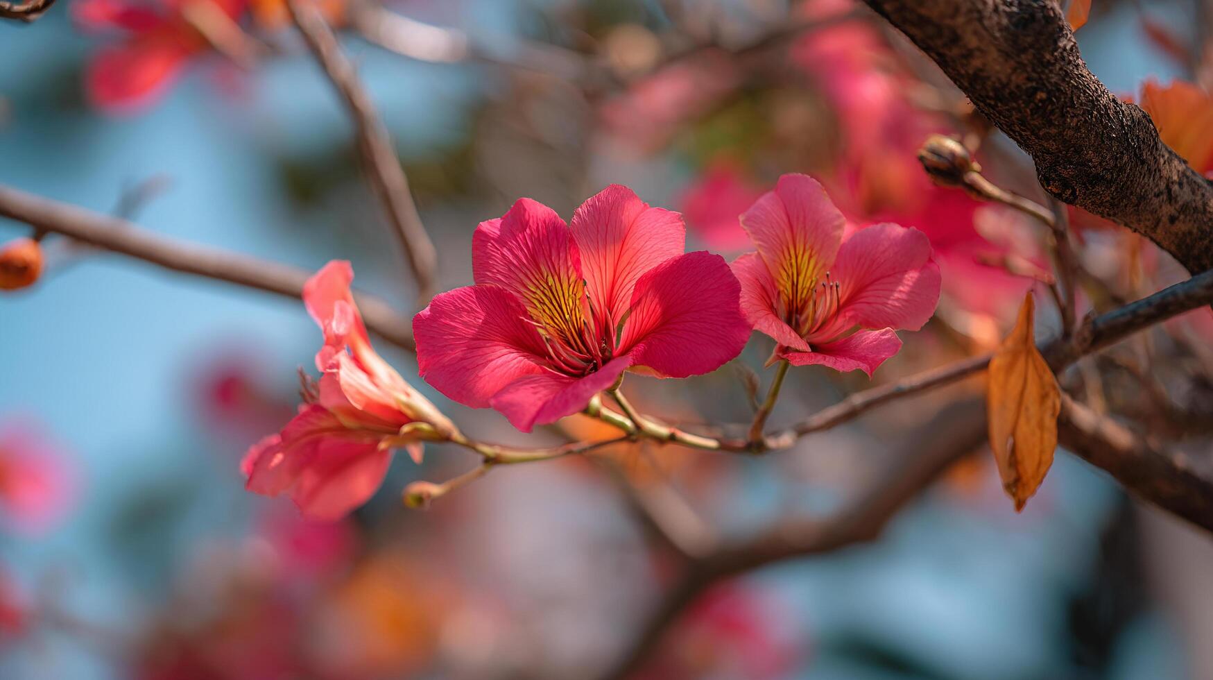 Spring flower on tree shown in natural beautiful soft lighting wallpaper photo