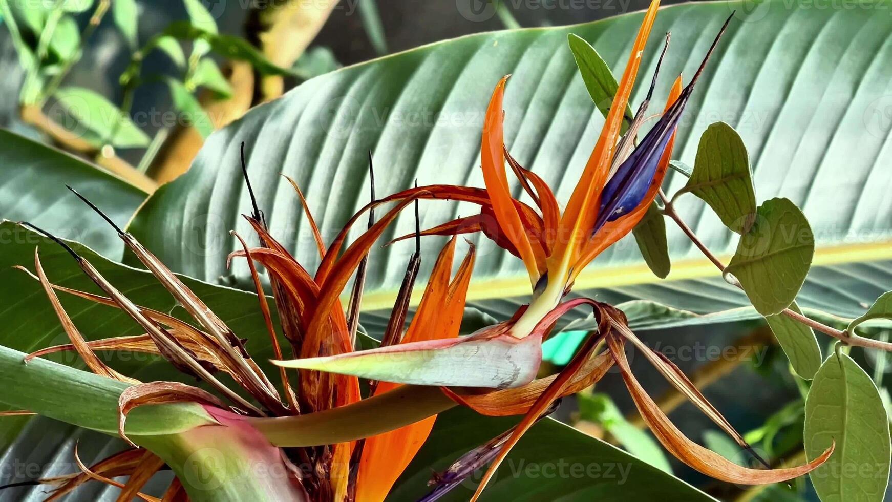 Stunning and beautiful heliconia flowers showcasing vibrant and bright colors in a lush tropical setting photo