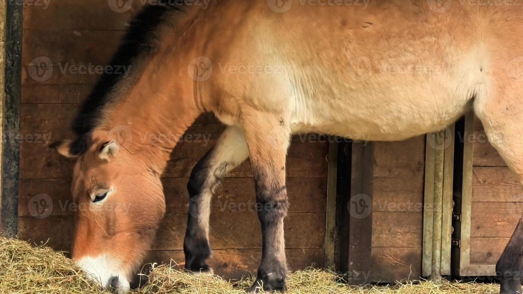 A horse peacefully feeding on hay in a cozy stable, showcasing its natural behavior and creating serenity photo