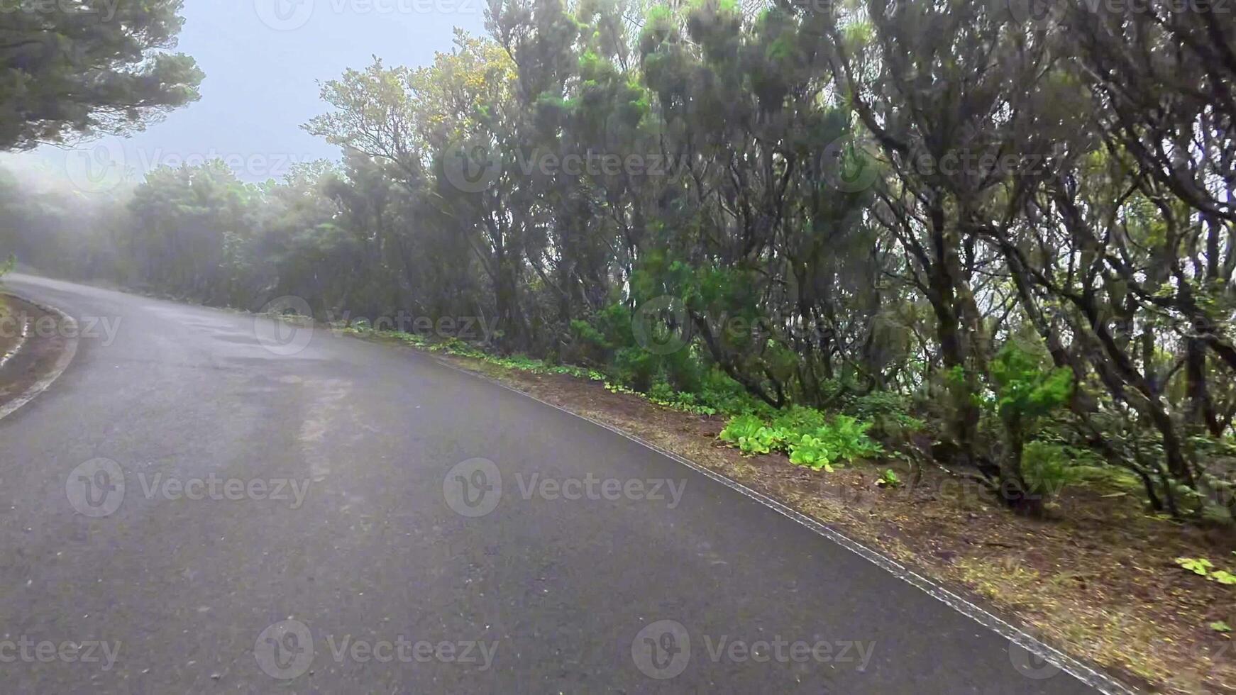 A beautifully serene view of a winding road that is surrounded by dense foliage and a misty atmosphere photo