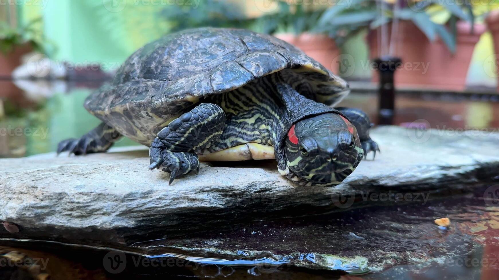 A vibrant redeared slider turtle is lounging comfortably on a rock situated right by the waters edge photo