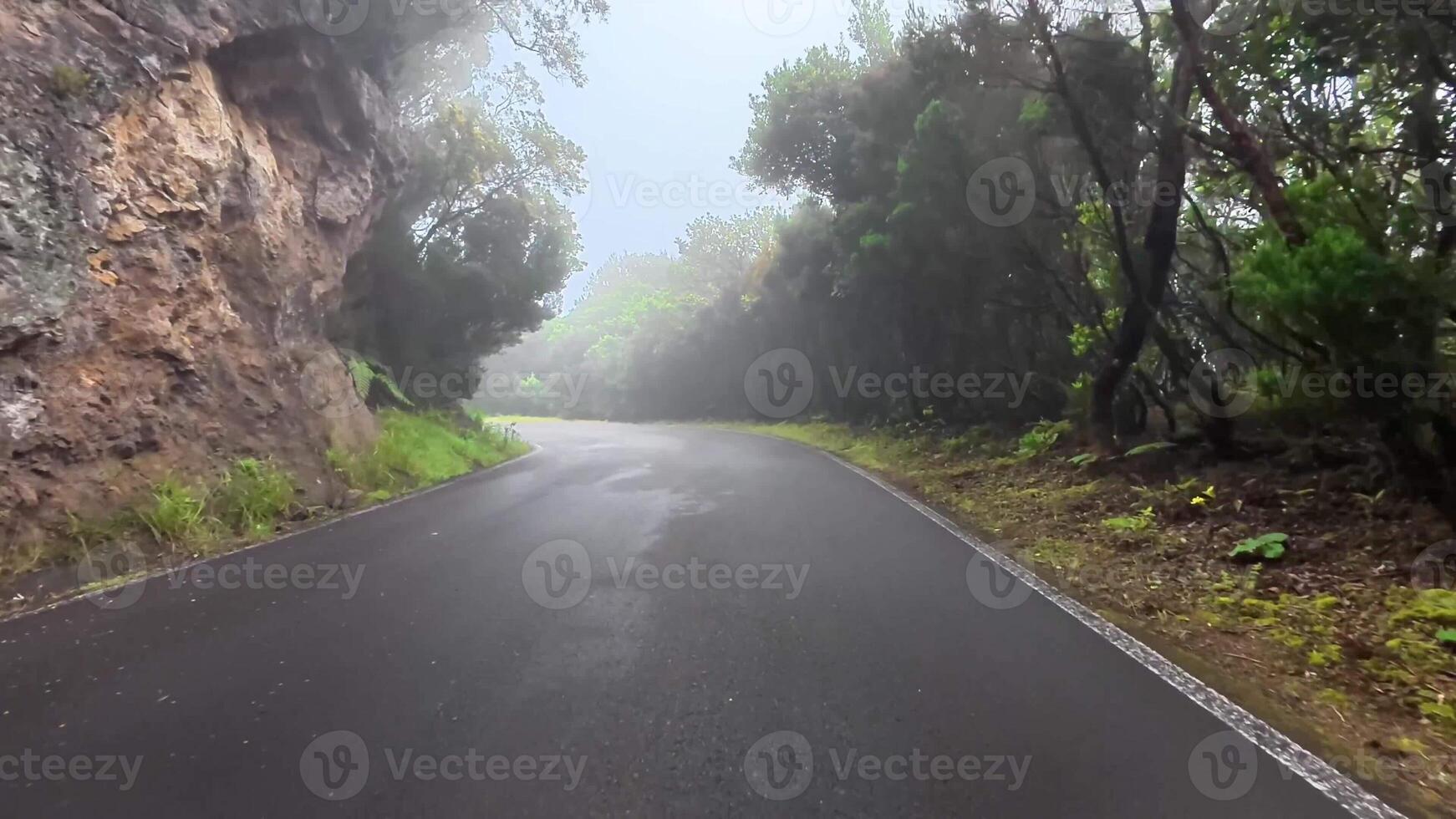 A serene, foggy road gently winding through a lush and vibrant forest, inviting exploration and adventure photo