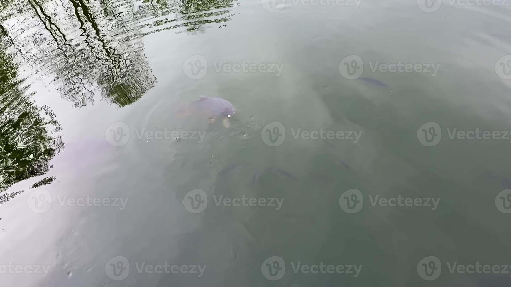 Take time to explore serene underwater footage that showcases various fish swimming peacefully in a tranquil lake photo