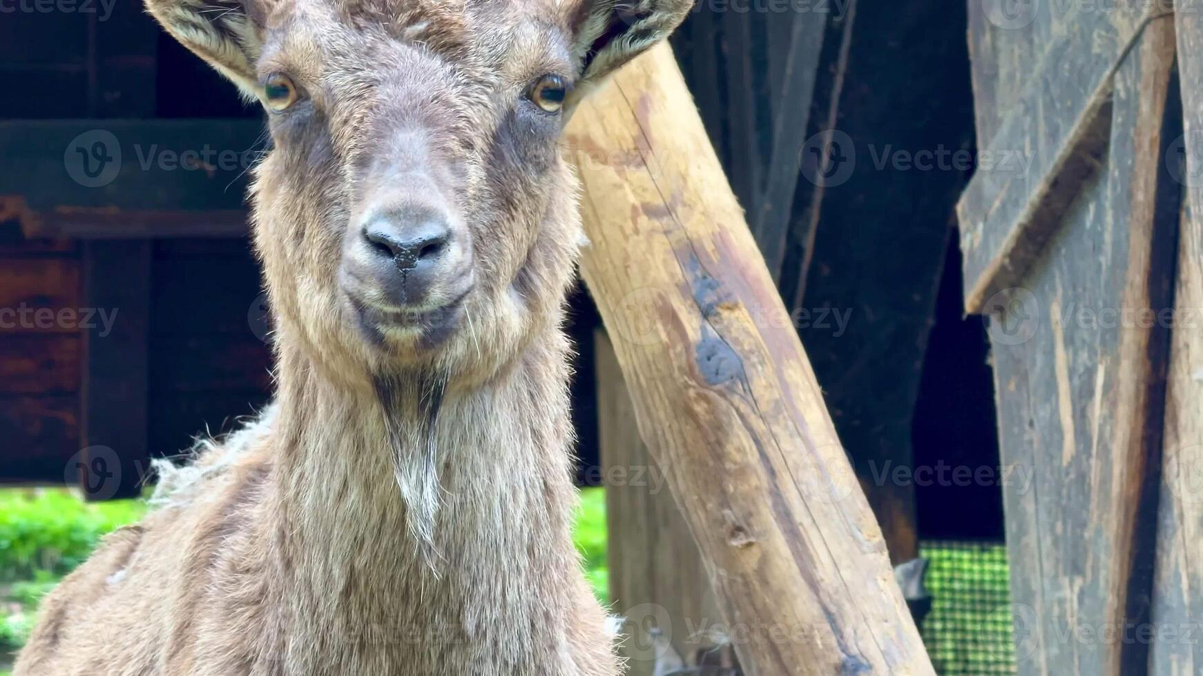 This is a detailed view of a goat, perfectly capturing its unique features against a beautiful natural backdrop photo