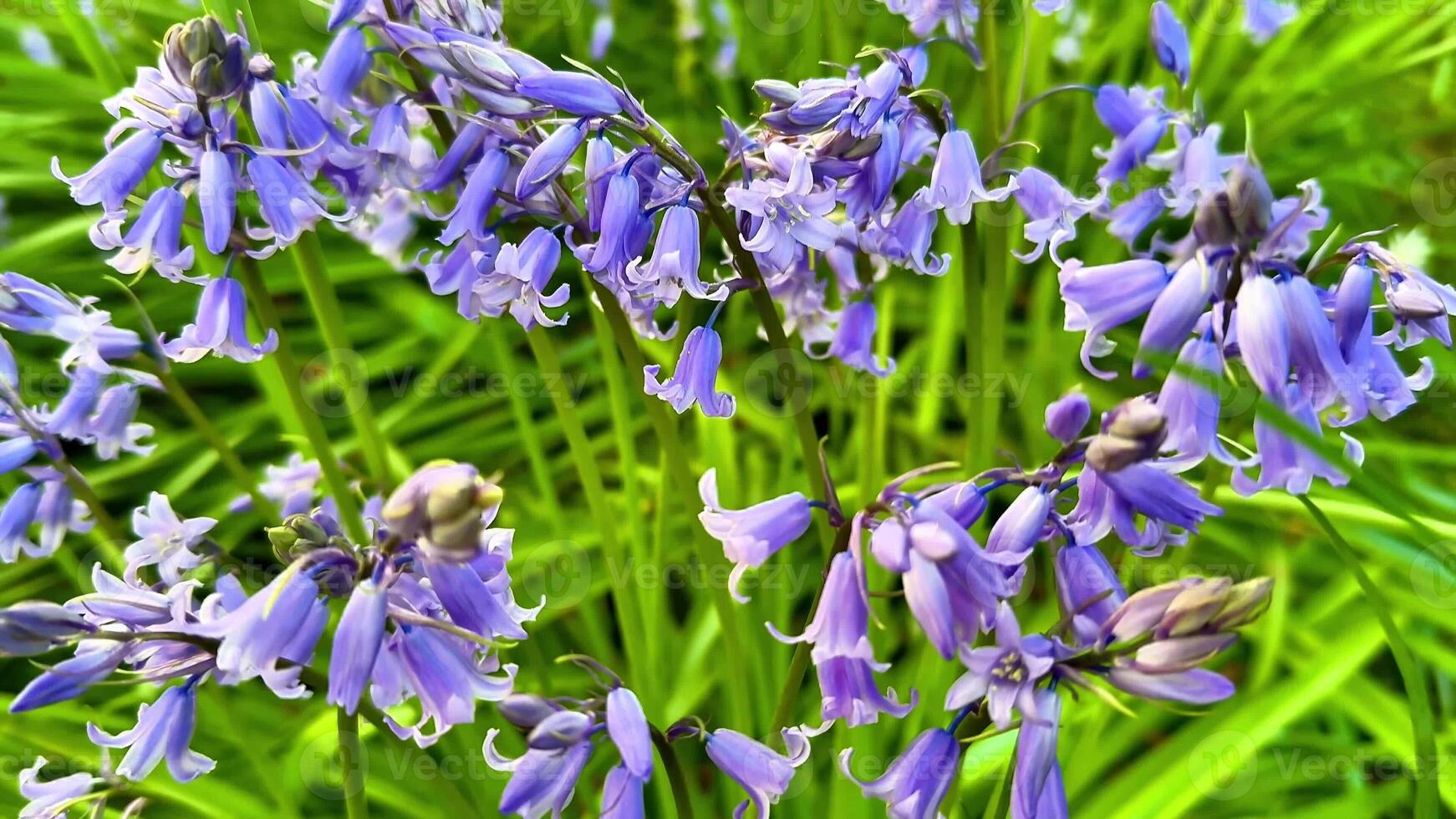 Beautiful bluebell flowers that are surrounded by vibrant green foliage in a picturesque springtime landscape photo