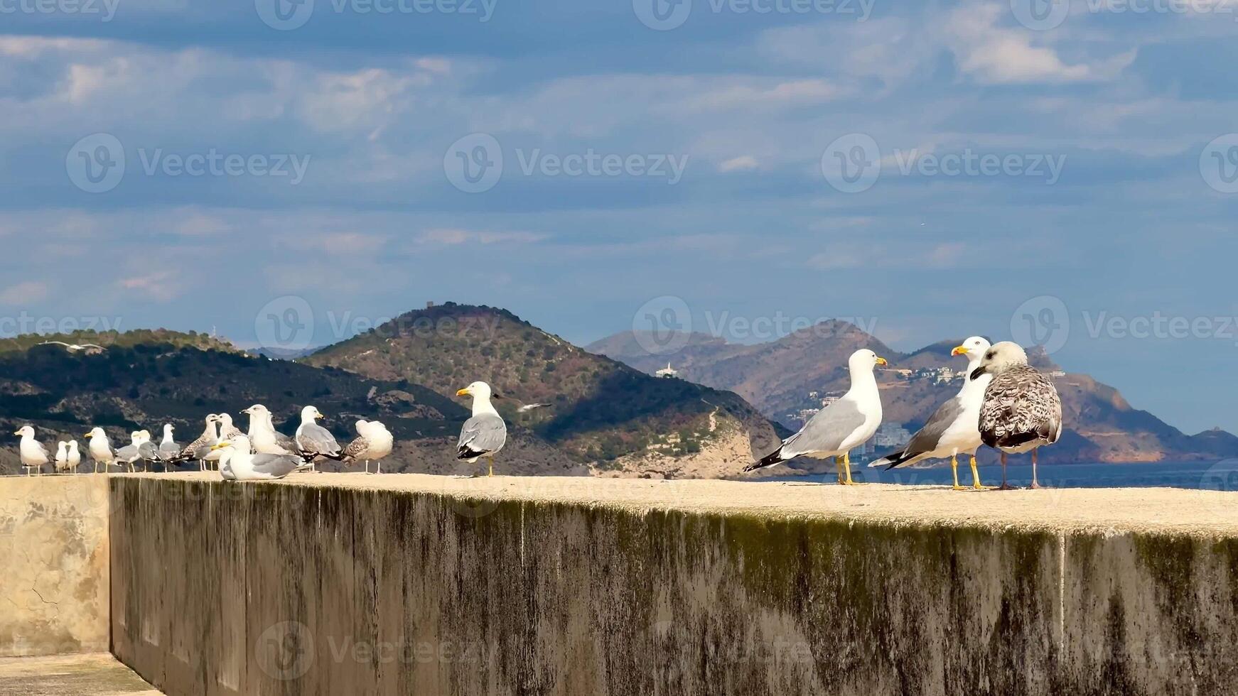 A large group of seagulls peacefully resting on a coastal concrete wall with majestic mountains in the background photo