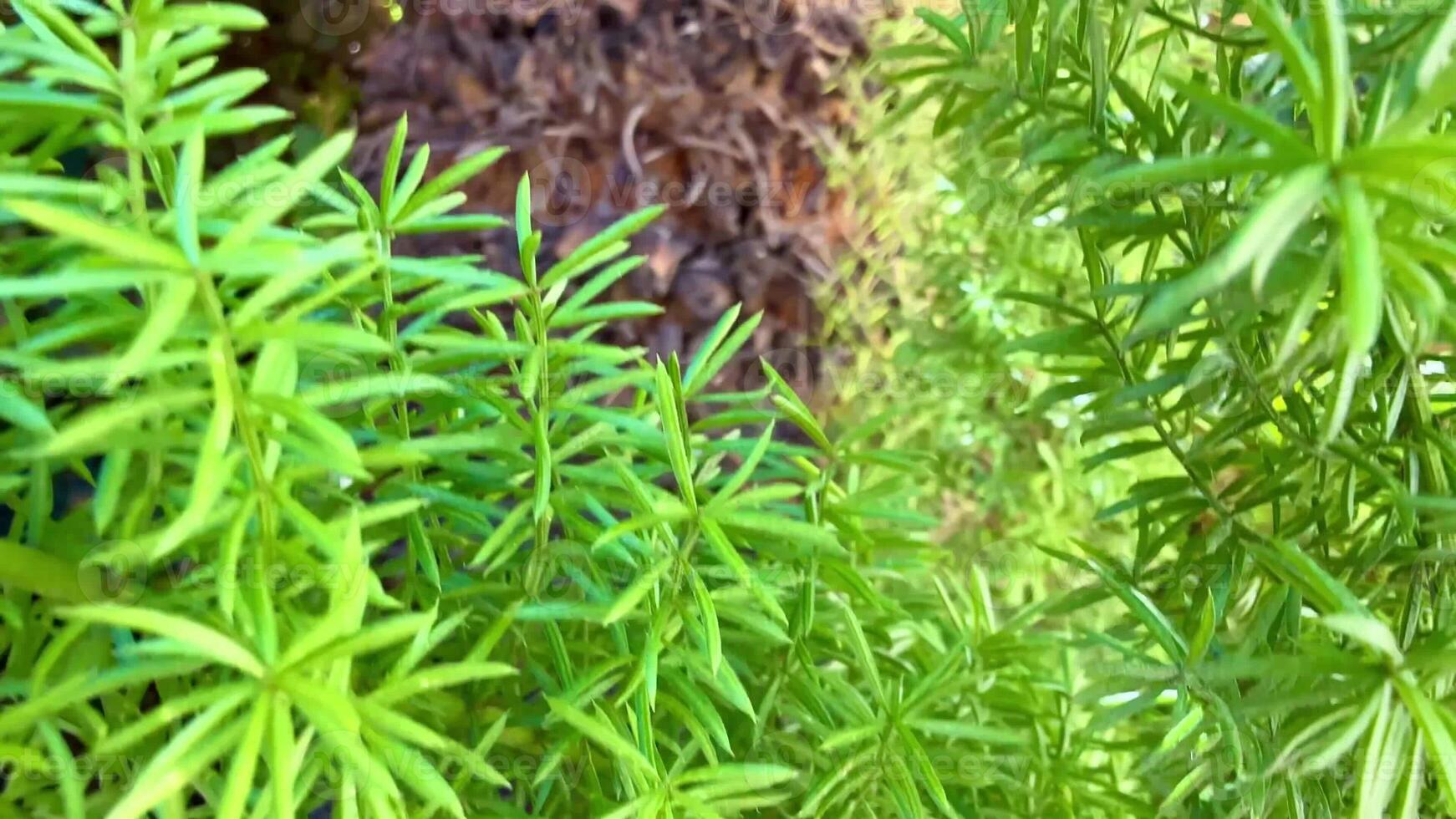 A closeup view showcasing vibrant green foliage and palm fronds, ideal for various naturethemed design projects photo