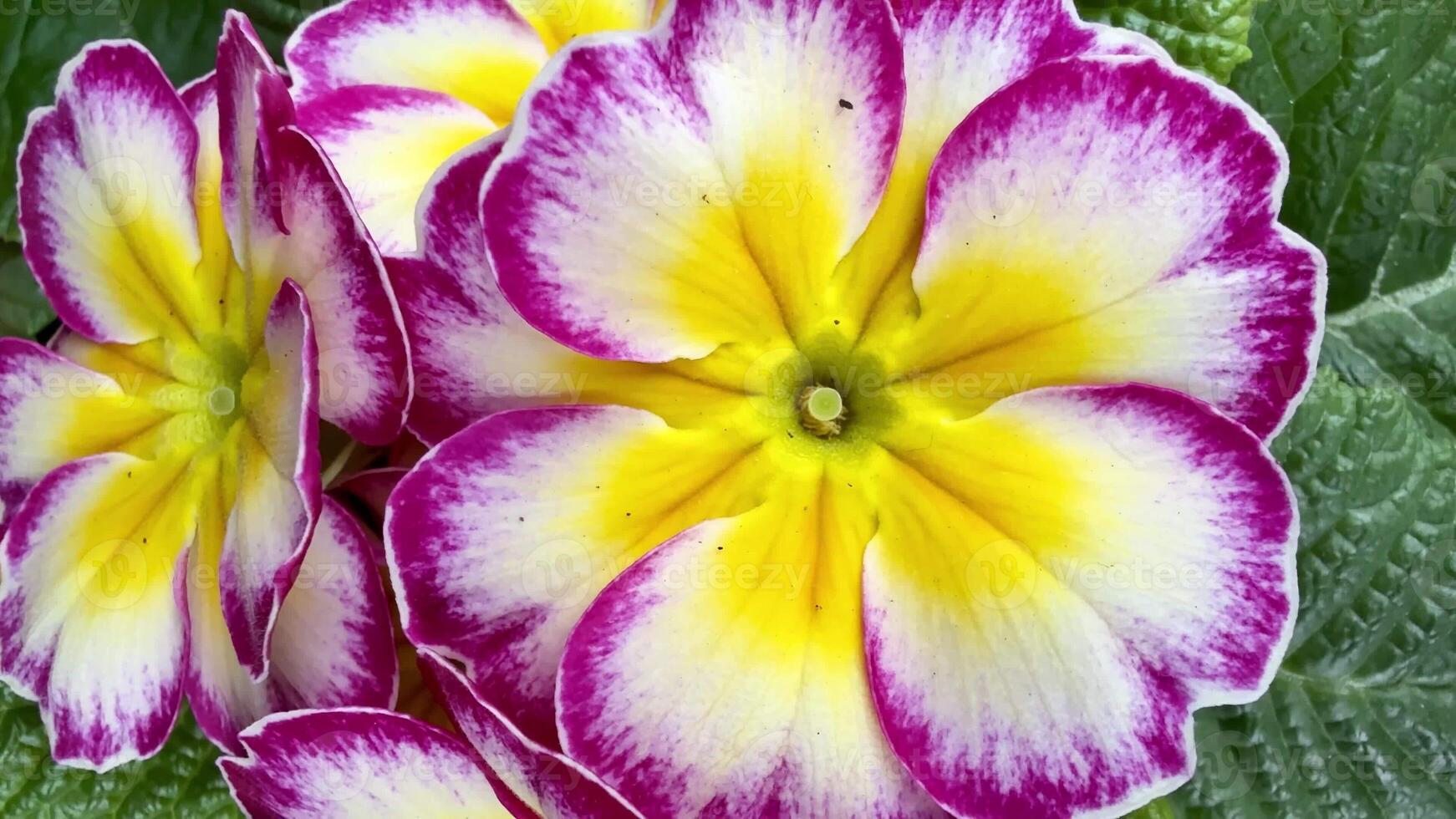Closeup of a stunning array of multicolored primrose flowers, showcasing their vibrant beauty in detail photo