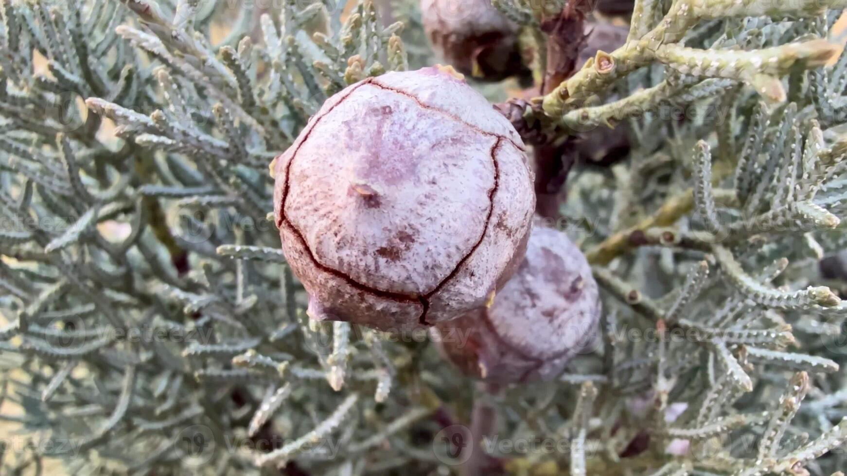 A closeup view of an intriguing growth on an evergreen plant, showcasing its natural textures and unique patterns photo