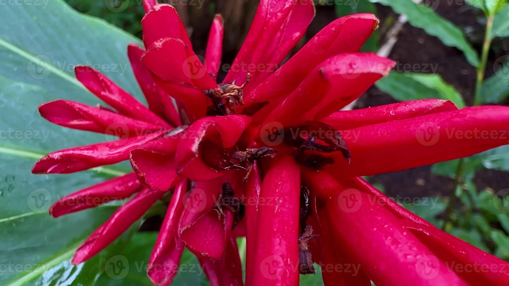 A breathtaking closeup captures a strikingly vibrant red flower nestled within lush and vivid tropical foliage photo