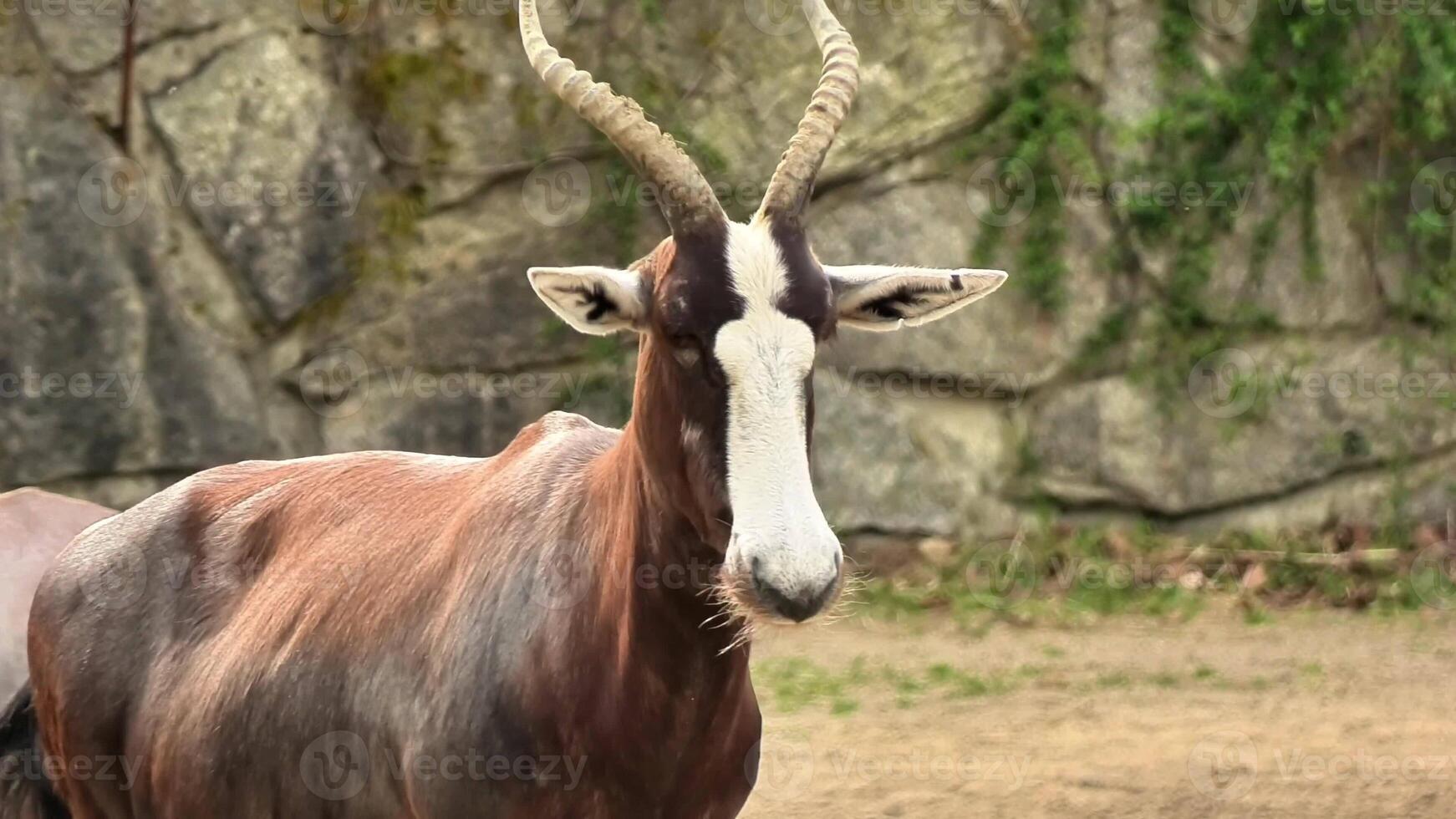 The majestic bongo antelope captivates with its striking features, thriving beautifully in a serene environment photo