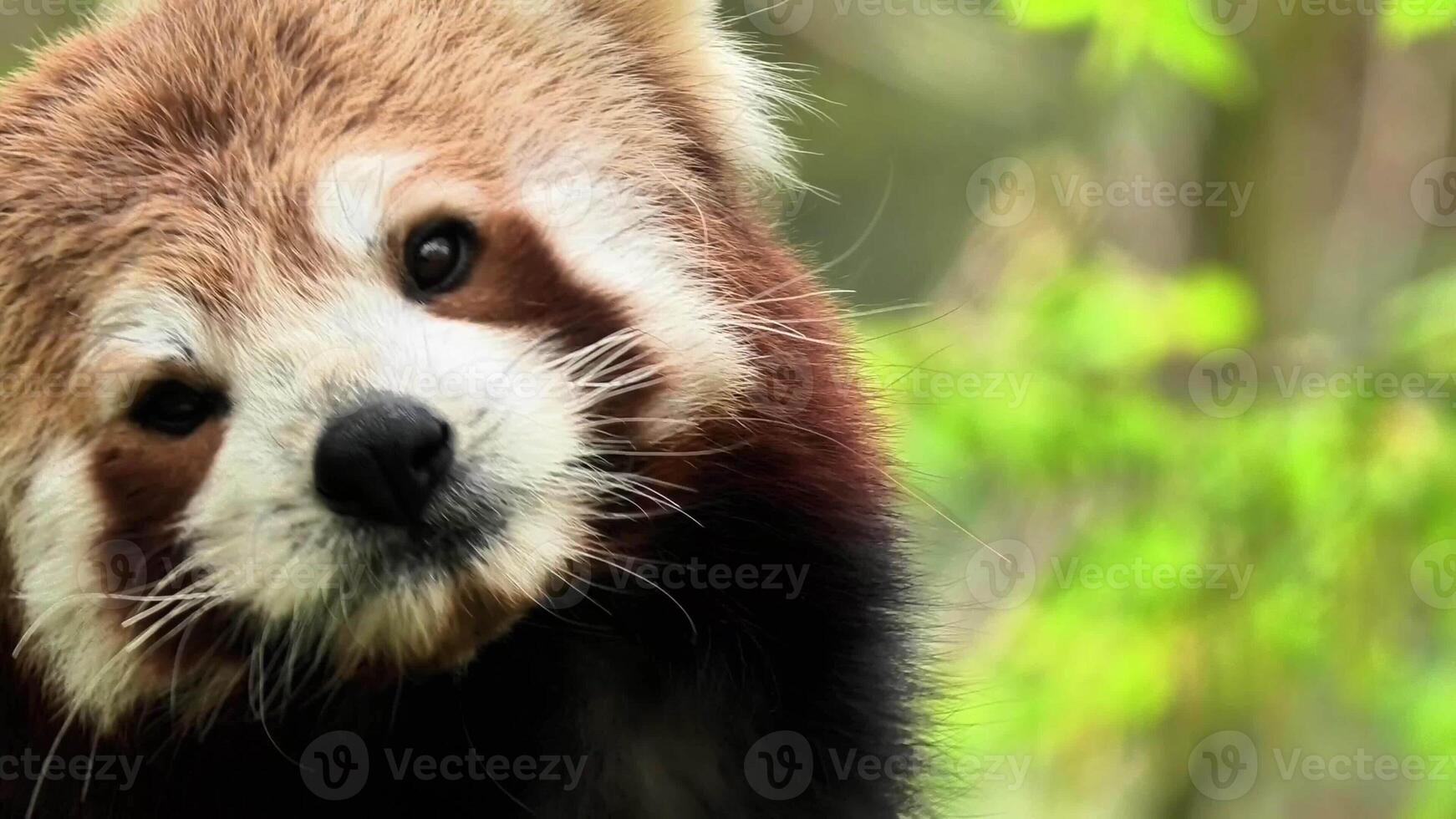A captivating red panda is showcasing its curious and playful expressions amidst lush greenery and beautiful nature photo
