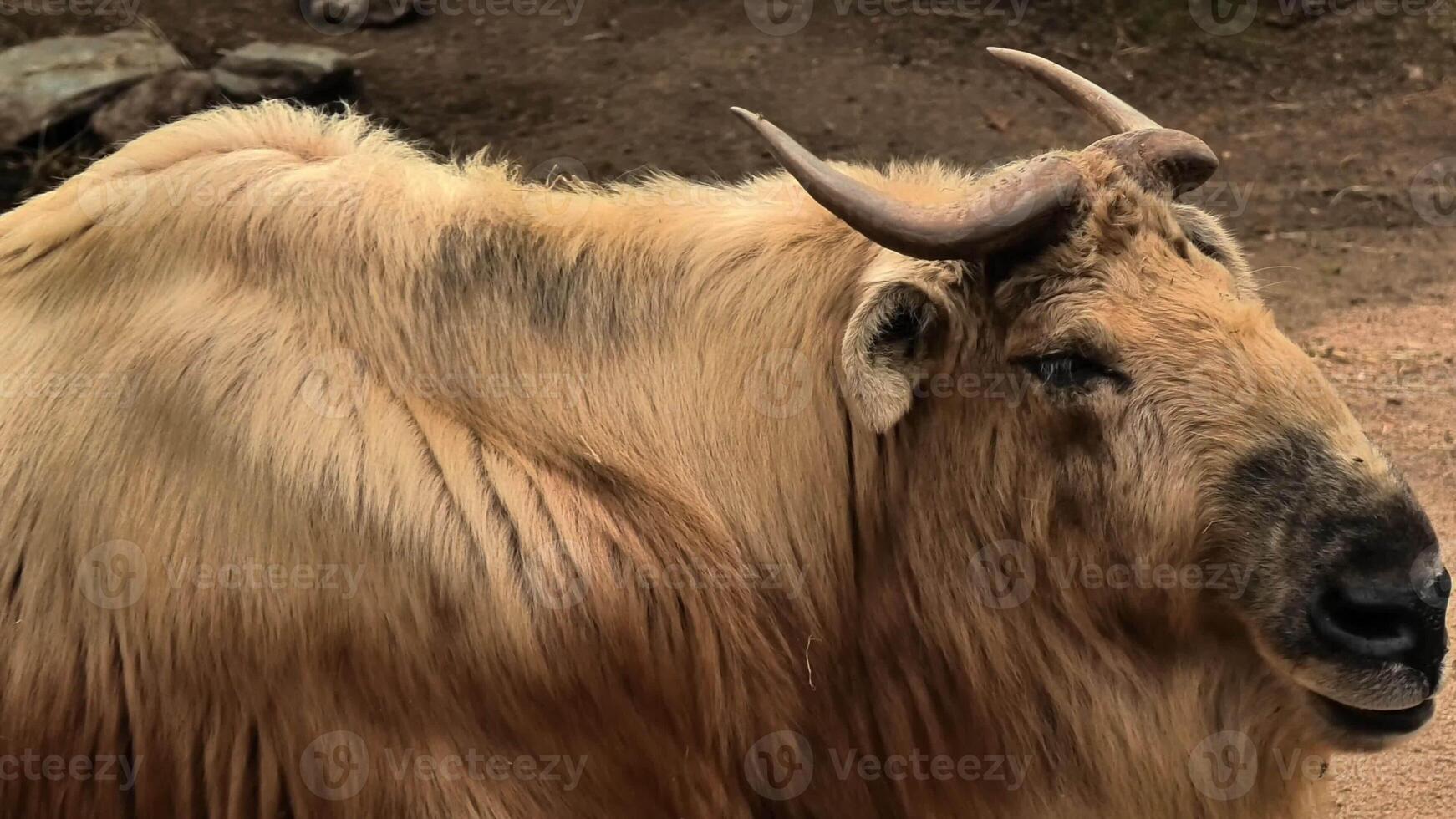 A serene and magnificent Tibetan yak is showcased, highlighting its unique features in a tranquil natural setting photo