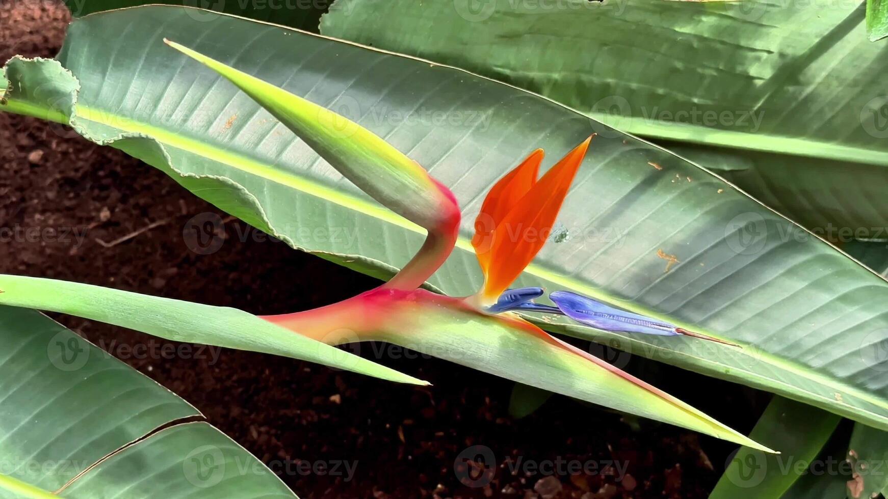 A stunning Bird of Paradise flower, showcasing its vivid colors along with lush, vibrant green foliage photo