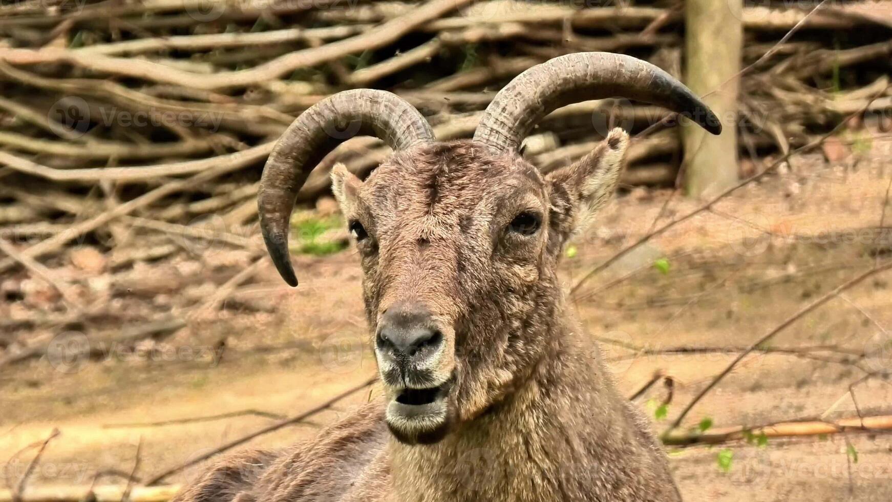 A stunning closeup shot of a majestic mountain goat, beautifully showcasing its impressive and unique horns photo