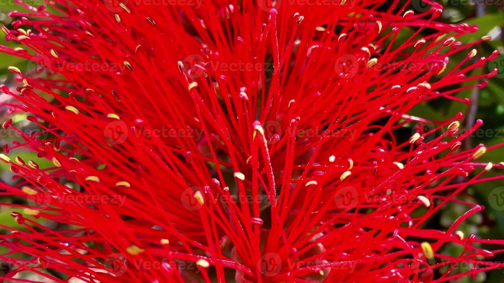 A stunning red flower showcases natures beauty, attracting pollinators and enhancing the surrounding landscapes photo