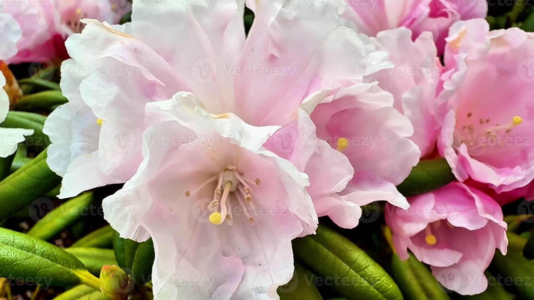 A stunning display of blooming rhododendron flowers in soft pink hues, surrounded by lush green foliage. photo