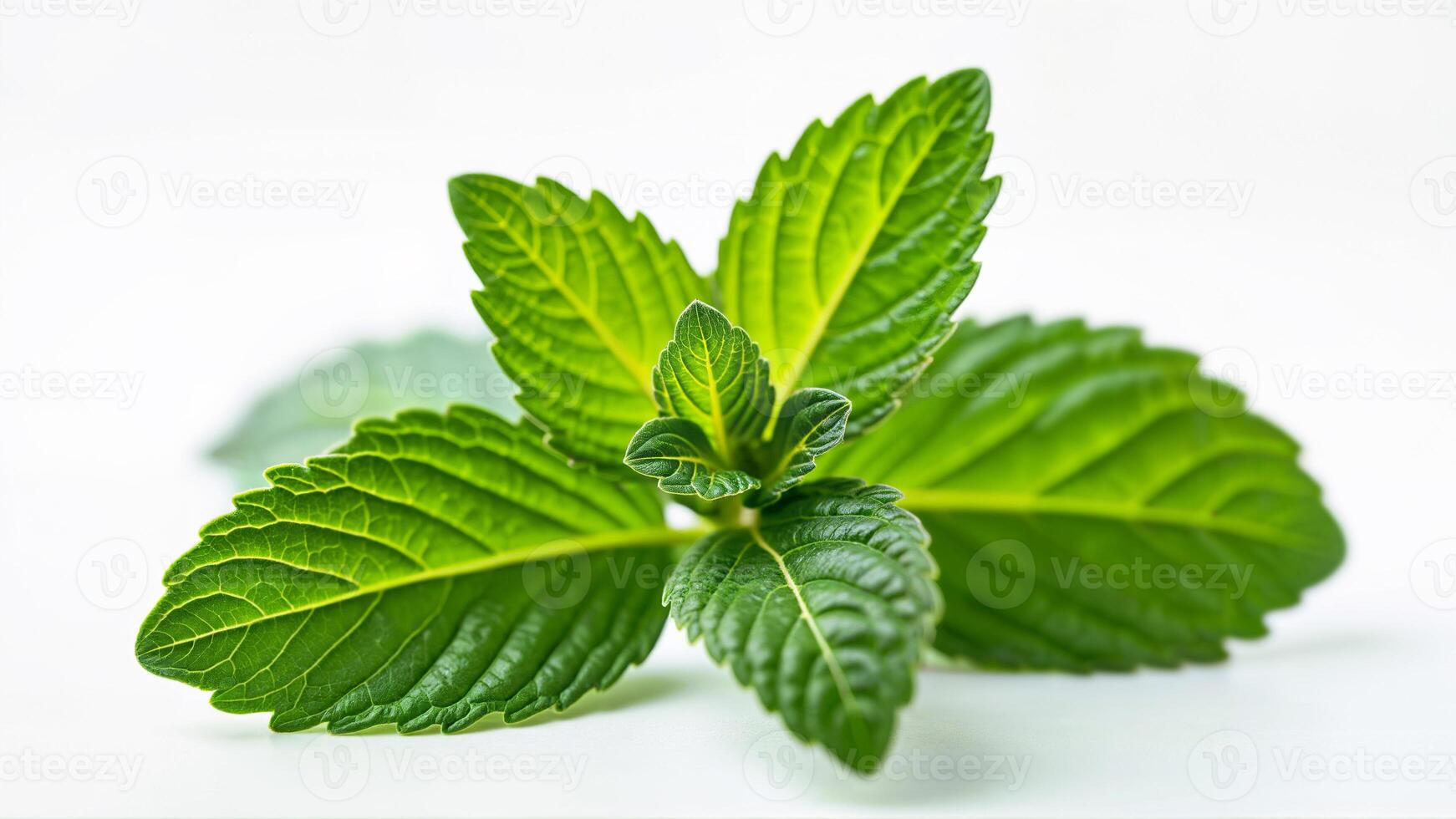 Close-up of fresh mint leaves isolated on a white background, suitable for culinary, herbal, or botanical uses. photo