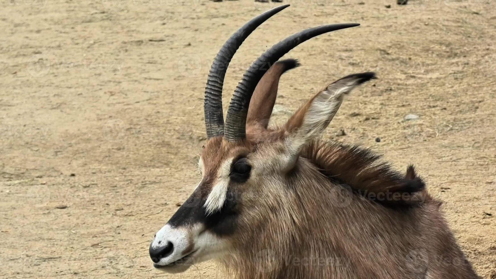 A captivating closeup shot of a majestic antelope, expertly showcasing its stunning and unique features beautifully photo
