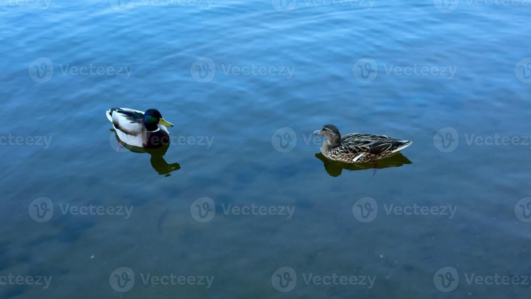 Two ducks gracefully glide across the calm waters of a serene pond, beautifully showcasing natures peaceful beauty photo