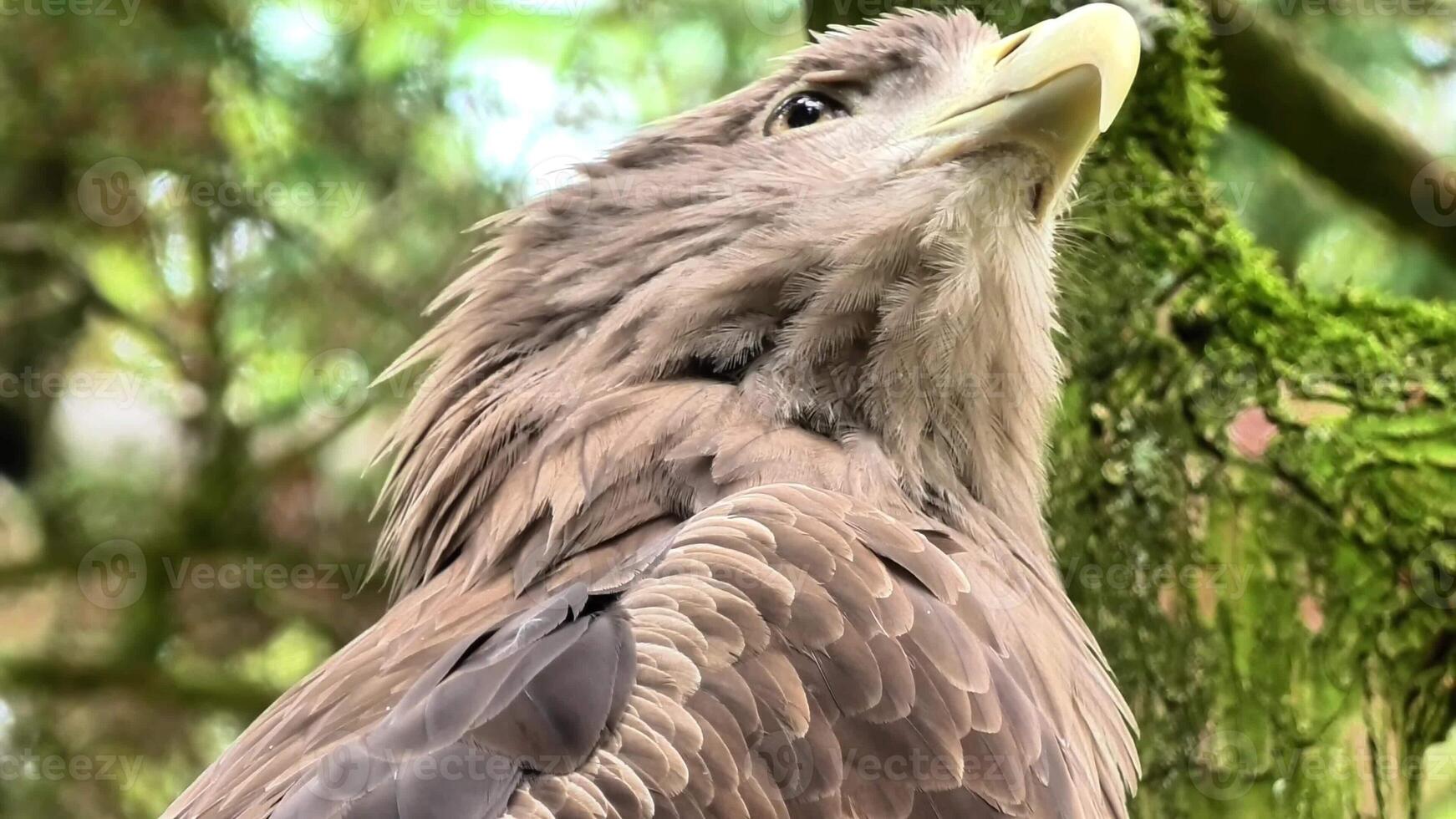 A stunning and detailed closeup of a majestic hawk showcasing its beauty and fierce expression in the wild photo